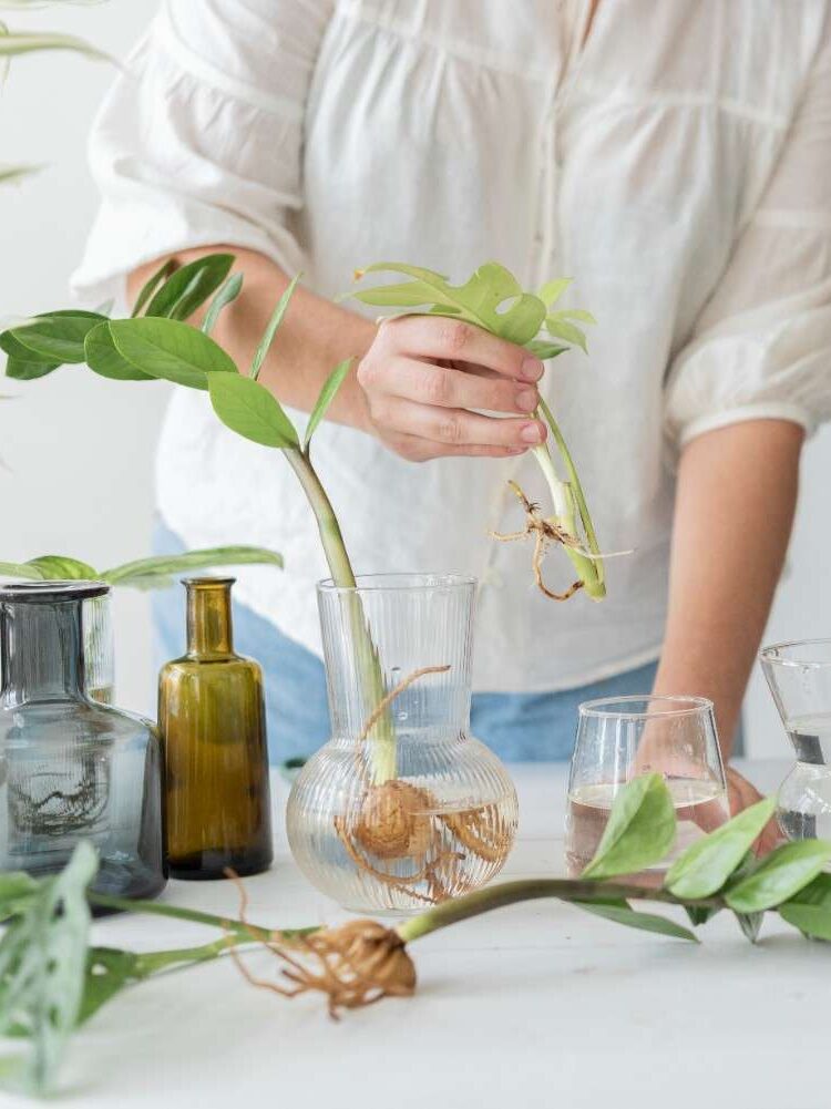couple propagating their houseplants as hobby together (1)